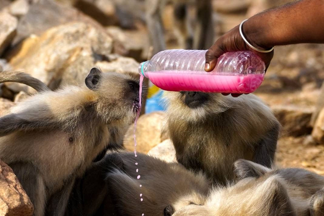 Termometreler 50 dereceyi gösterdi. Tarihin en yüksek sıcaklık rekoru - Resim: 10